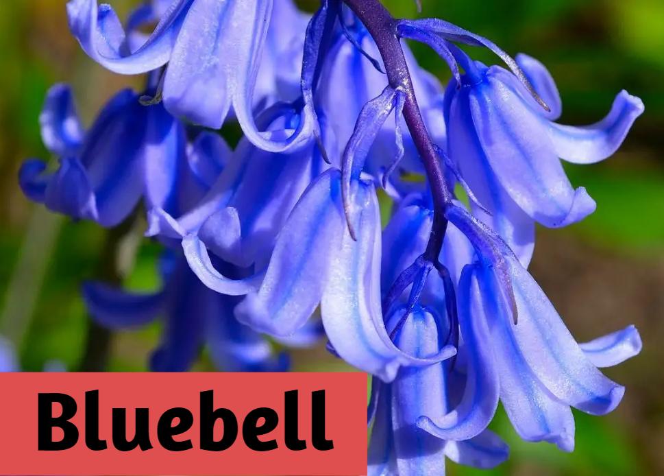 Bluebell attracts bumblebees because of its shape.